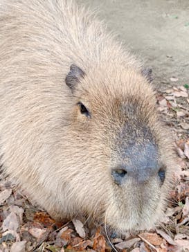 長崎バイオパークに投稿された画像（2021/12/18）