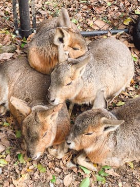 長崎バイオパークに投稿された画像（2021/12/18）