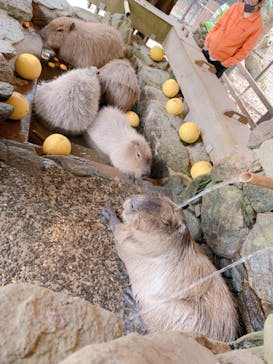 長崎バイオパークに投稿された画像（2021/12/18）