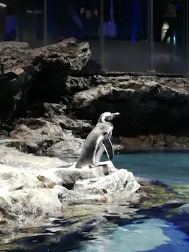 すみだ水族館に投稿された画像（2021/12/18）