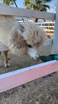 神戸どうぶつ王国に投稿された画像（2021/12/18）