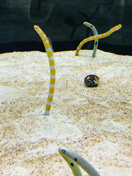 すみだ水族館に投稿された画像（2021/12/18）