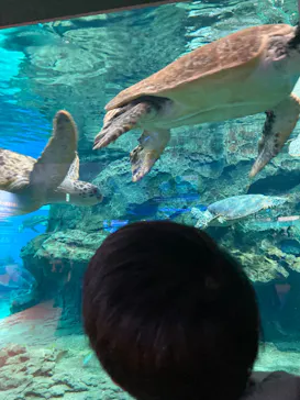 名古屋港水族館に投稿された画像（2021/12/18）