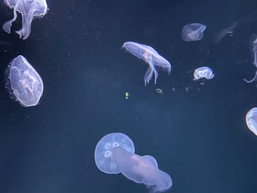 サンシャイン水族館に投稿された画像（2021/12/18）