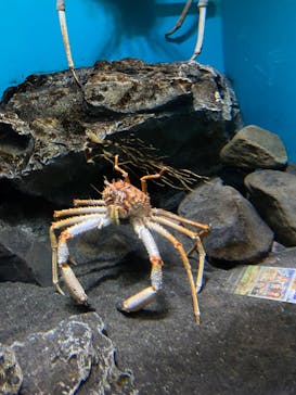 アクアワールド茨城県大洗水族館に投稿された画像（2021/12/18）