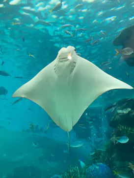 名古屋港水族館に投稿された画像（2021/12/18）