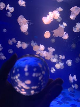 新江ノ島水族館に投稿された画像（2021/12/18）