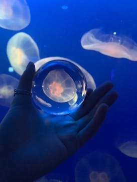 新江ノ島水族館に投稿された画像（2021/12/18）