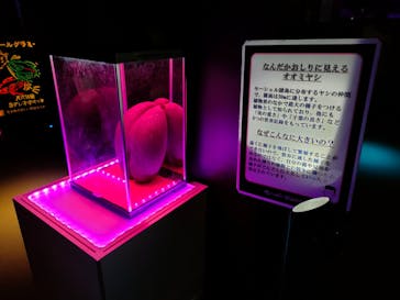 サンシャイン水族館に投稿された画像（2021/12/18）