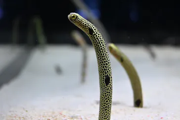すみだ水族館に投稿された画像（2021/12/18）