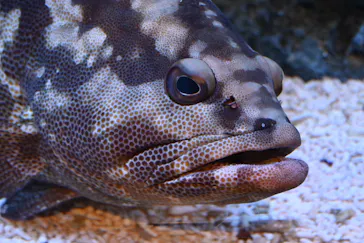 すみだ水族館に投稿された画像（2021/12/18）