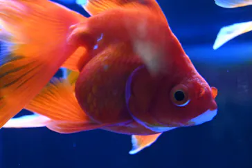 すみだ水族館に投稿された画像（2021/12/18）