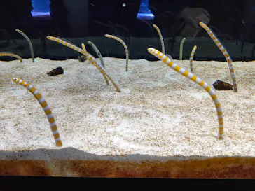 すみだ水族館に投稿された画像（2021/12/18）