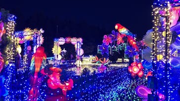伊豆ぐらんぱる公園に投稿された画像（2021/12/18）