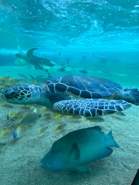 横浜・八景島シーパラダイスに投稿された画像（2021/12/18）