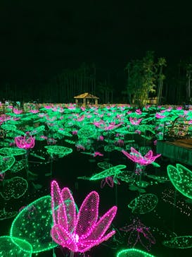 美らヤシパークオキナワ・東南植物楽園に投稿された画像（2021/12/18）
