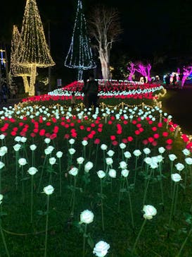美らヤシパークオキナワ・東南植物楽園に投稿された画像（2021/12/18）