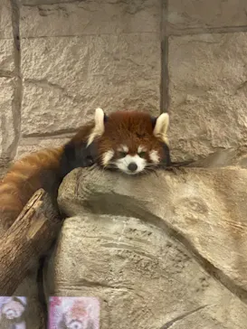 天王寺動物園に投稿された画像（2021/12/18）