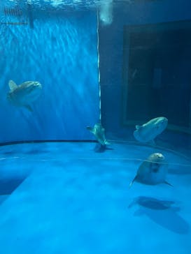 アクアワールド茨城県大洗水族館に投稿された画像（2021/12/19）