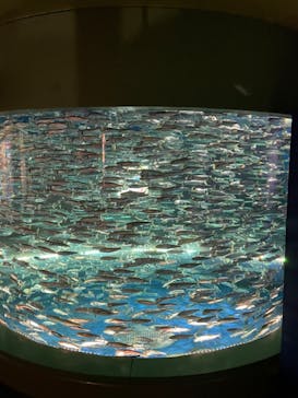 アクアワールド茨城県大洗水族館に投稿された画像（2021/12/19）