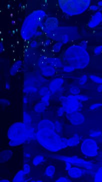 マクセル アクアパーク品川に投稿された画像（2021/12/19）