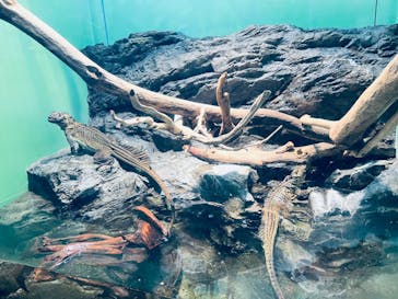 サンシャイン水族館に投稿された画像（2021/12/19）