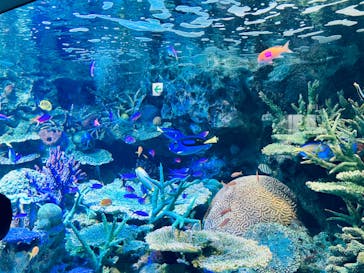 サンシャイン水族館に投稿された画像（2021/12/19）