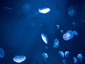 サンシャイン水族館に投稿された画像（2021/12/19）