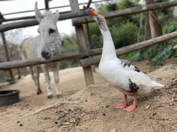 しろとり動物園に投稿された画像（2021/12/19）