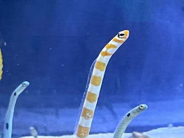 名古屋港水族館に投稿された画像（2021/12/19）