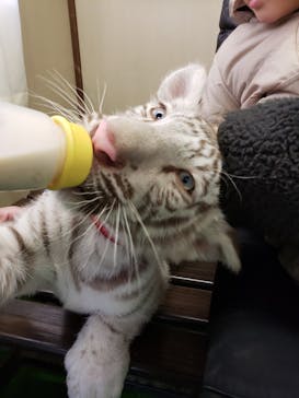 しろとり動物園に投稿された画像（2021/12/19）