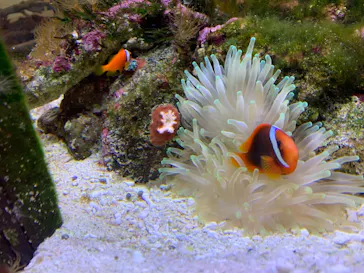 横浜・八景島シーパラダイスに投稿された画像（2021/12/19）