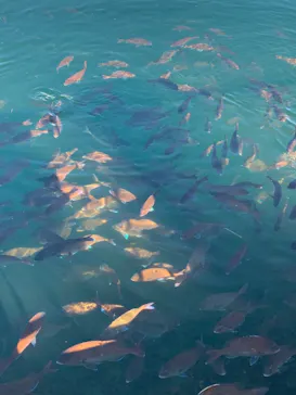 横浜・八景島シーパラダイスに投稿された画像（2021/12/19）