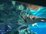 名古屋港水族館に投稿された画像（2021/12/19）