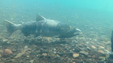 サケのふるさと 千歳水族館に投稿された画像（2021/12/19）
