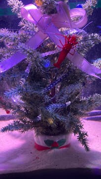 サケのふるさと 千歳水族館に投稿された画像（2021/12/19）