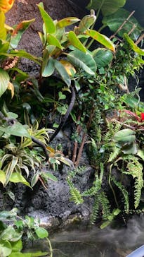 サケのふるさと 千歳水族館に投稿された画像（2021/12/19）