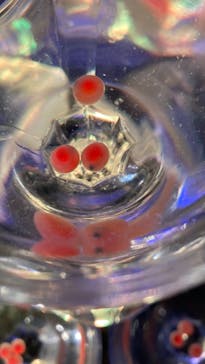 サケのふるさと 千歳水族館に投稿された画像（2021/12/19）