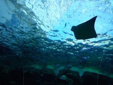 名古屋港水族館に投稿された画像（2021/12/19）