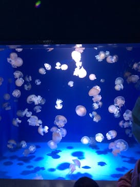 新江ノ島水族館に投稿された画像（2021/12/19）