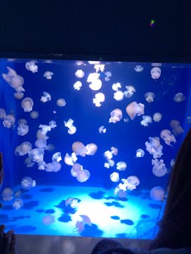 新江ノ島水族館に投稿された画像（2021/12/19）