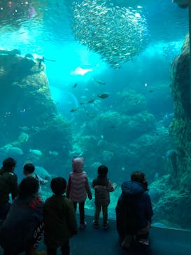 新江ノ島水族館に投稿された画像（2021/12/19）