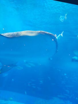 沖縄美ら海水族館に投稿された画像（2021/12/19）