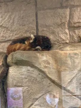 天王寺動物園に投稿された画像（2021/12/19）