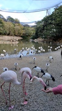 ネオパークオキナワに投稿された画像（2021/12/19）