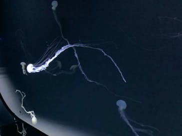 サンシャイン水族館に投稿された画像（2021/12/19）