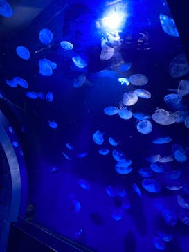 サンシャイン水族館に投稿された画像（2021/12/19）