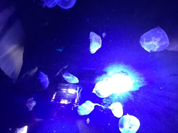 サンシャイン水族館に投稿された画像（2021/12/19）