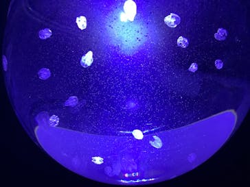 サンシャイン水族館に投稿された画像（2021/12/19）