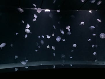 サンシャイン水族館に投稿された画像（2021/12/19）